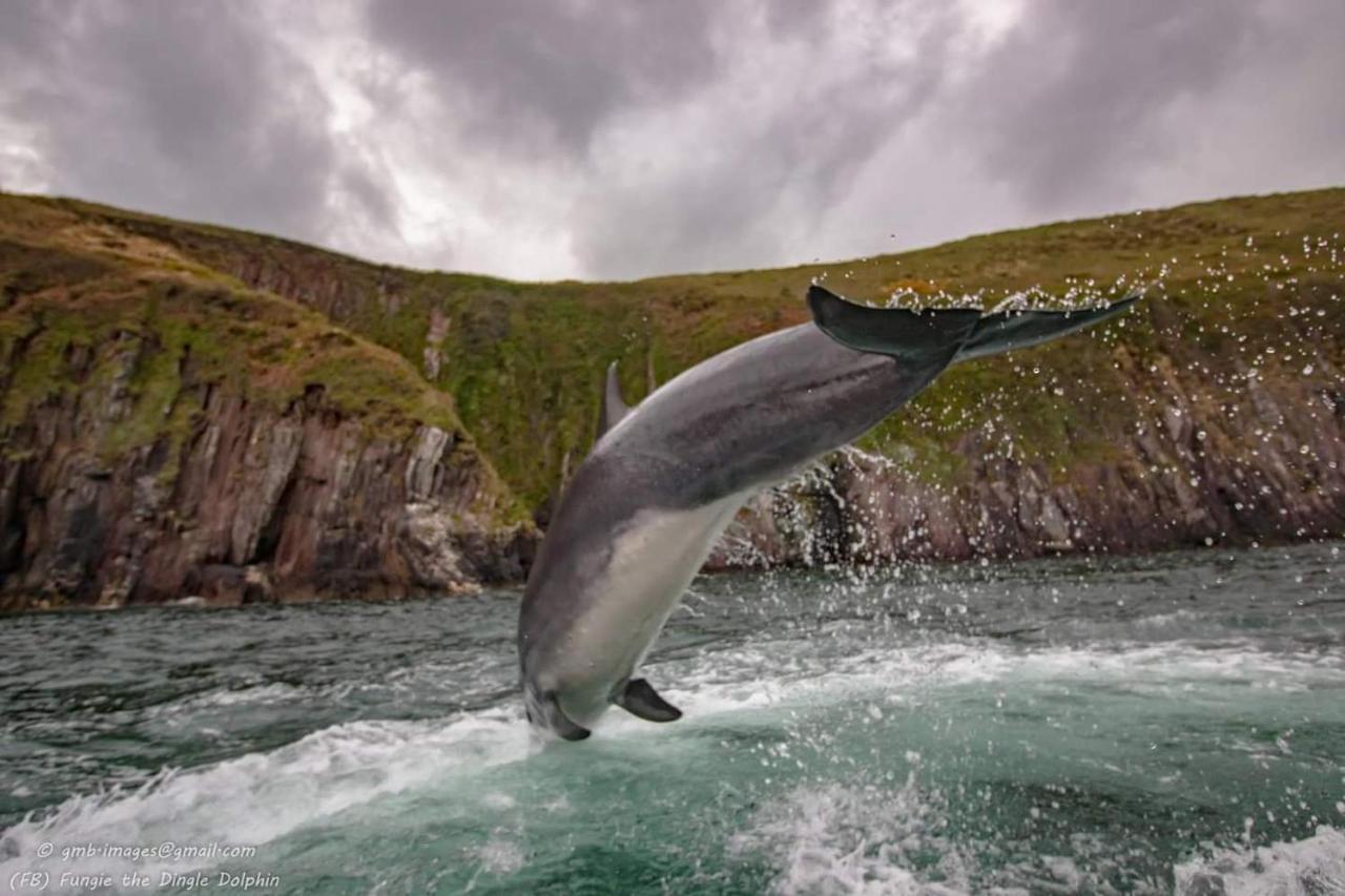 Teach Eoin Villa Dingle Dış mekan fotoğraf