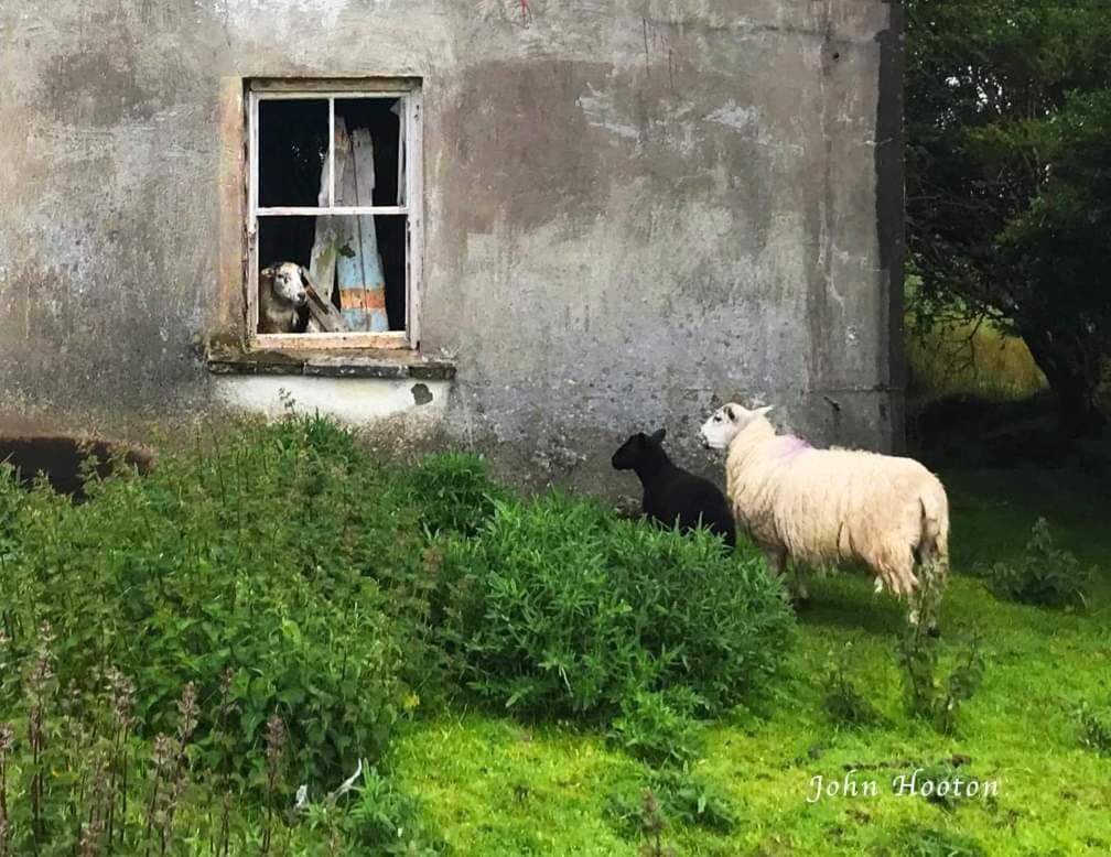 Teach Eoin Villa Dingle Dış mekan fotoğraf